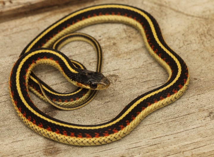 Valley Garter Snake